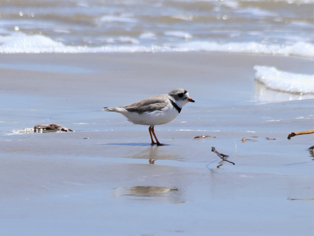 Semipalmated Plover - ML457321021