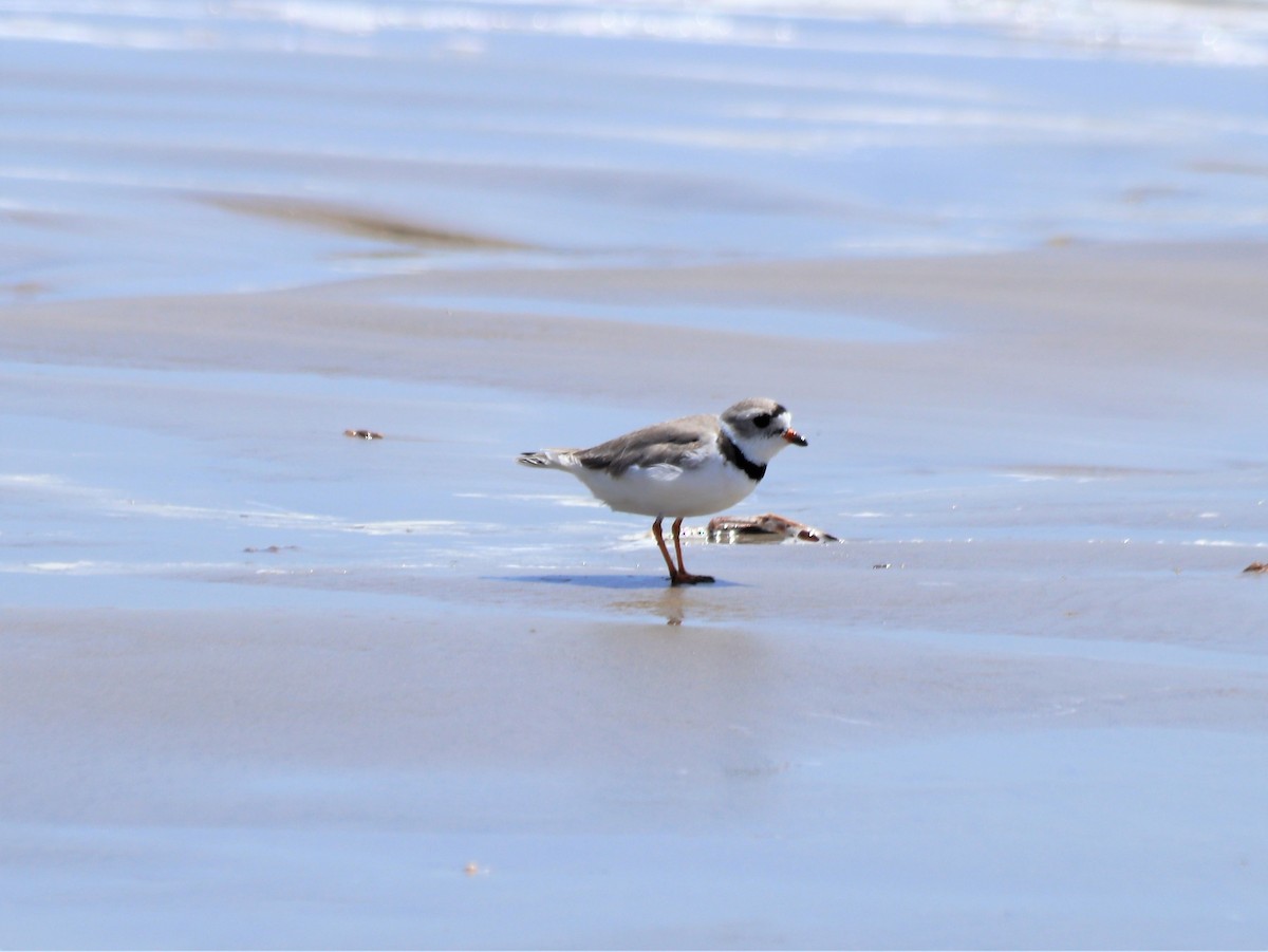 Semipalmated Plover - ML457321031