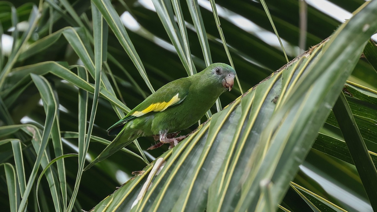 White-winged Parakeet - Arman Moreno