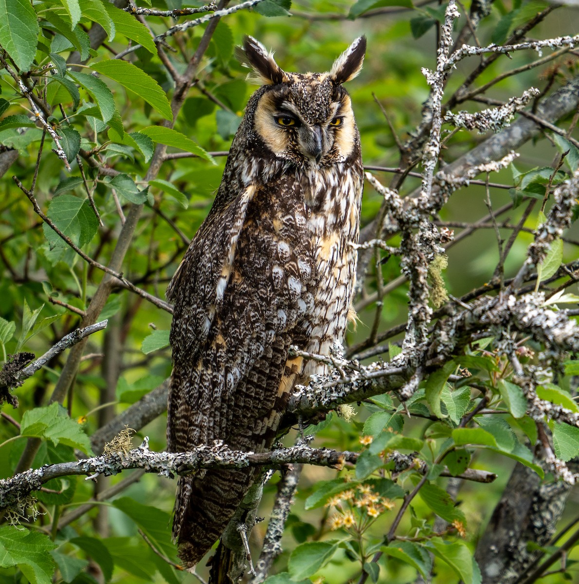Long-eared Owl - Tiffany Brunke