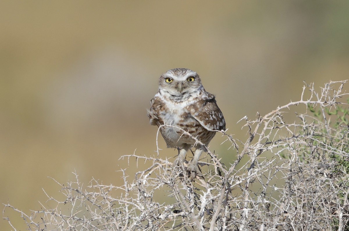 Burrowing Owl - Lynn Duncan