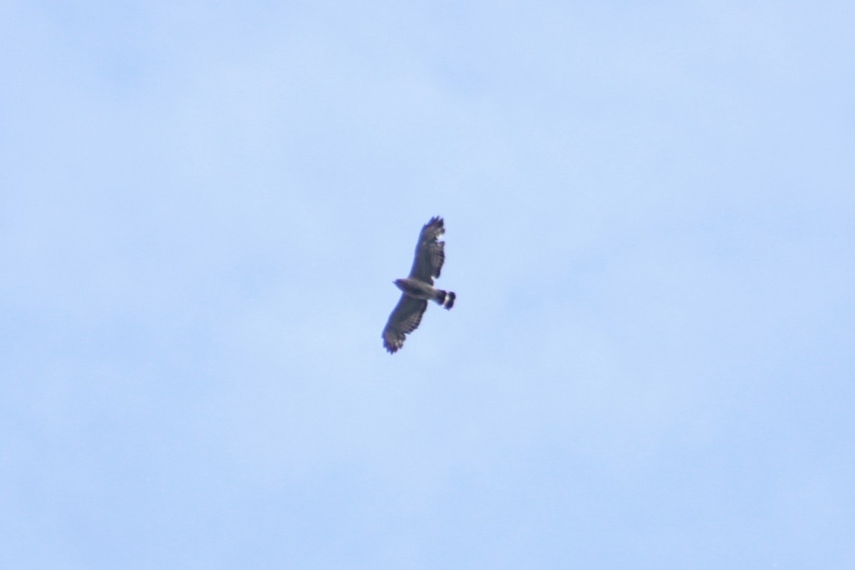 Broad-winged Hawk - ML457328801