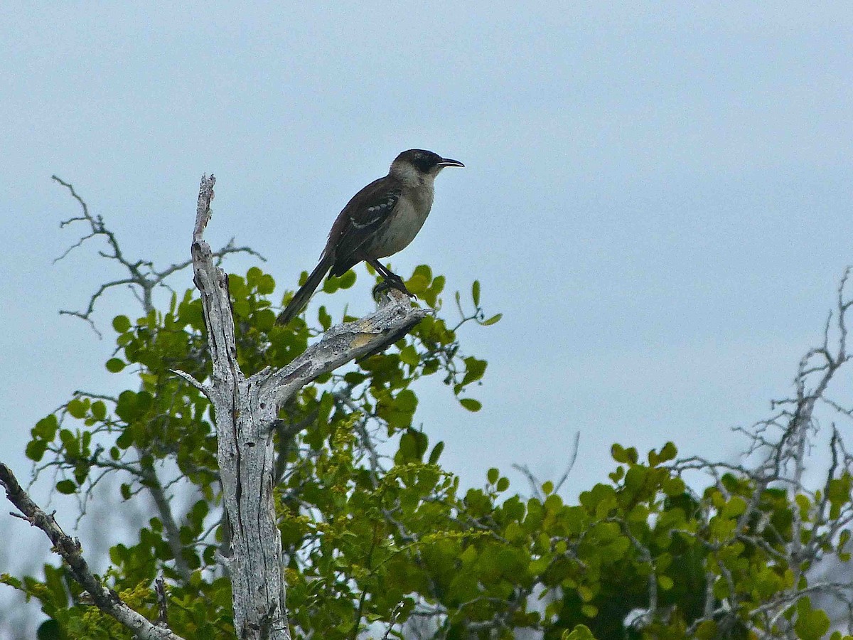 Galapagos Mockingbird - ML45732961