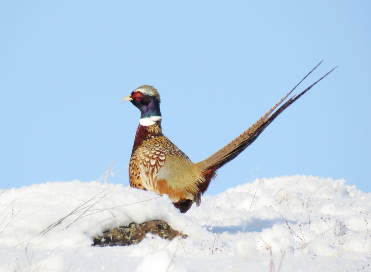 Ring-necked Pheasant - Mark  Ludwick