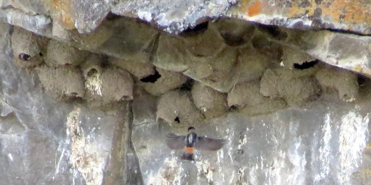 Cliff Swallow - Jamie Simmons