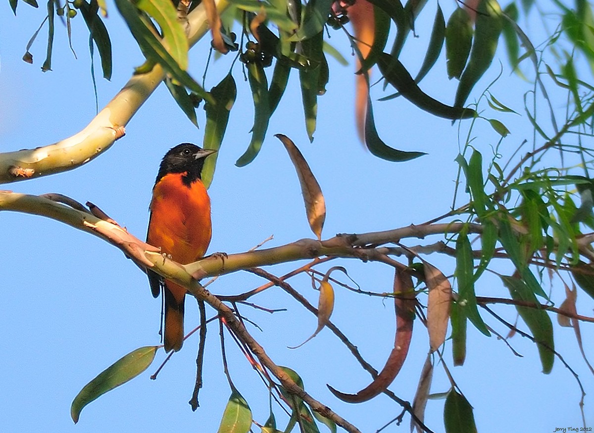 Baltimore Oriole - Jerry Ting