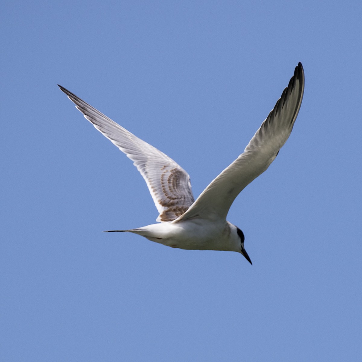 Forster's Tern - Brian Peterson