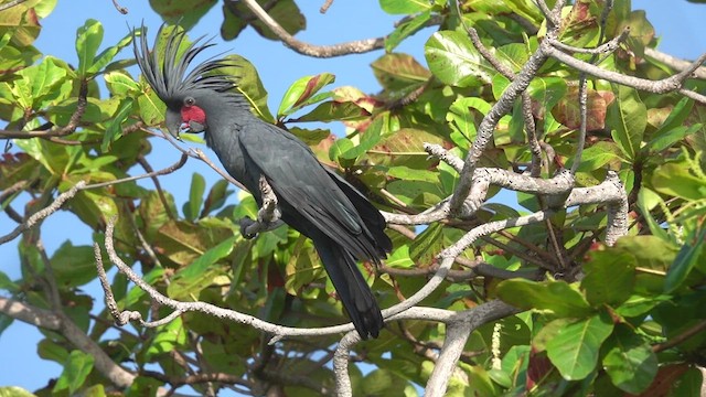 Palm Cockatoo - eBird