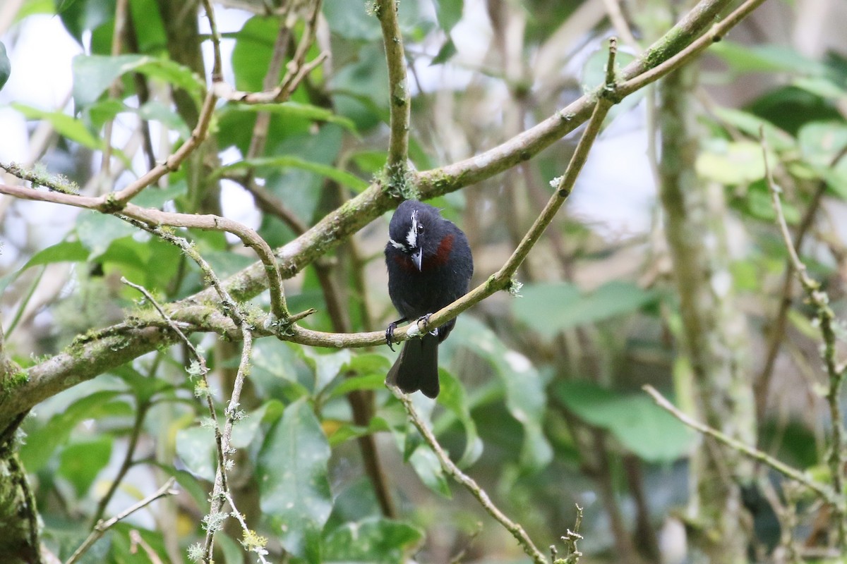 Maroon-belted Chat-Tyrant - ML457344711