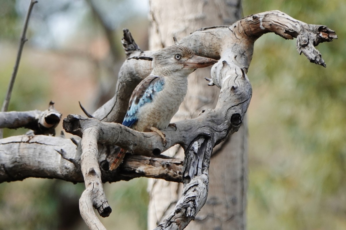 Blue-winged Kookaburra - Richard Arnold
