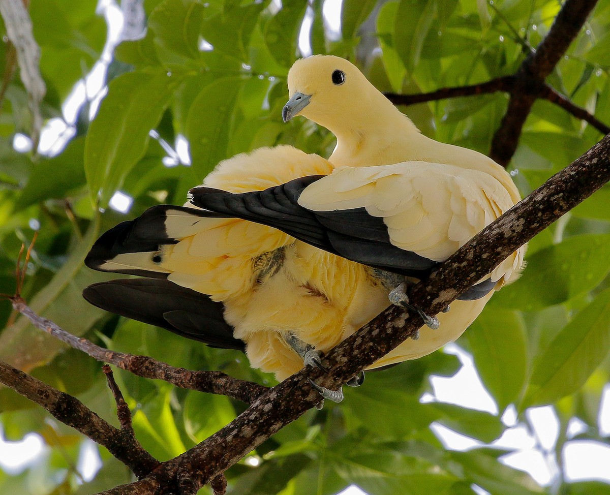 Pied Imperial-Pigeon - Neoh Hor Kee