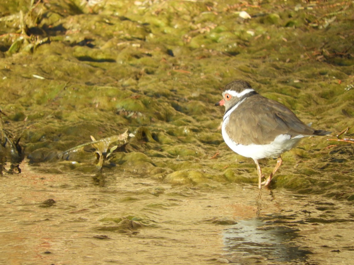 Three-banded Plover - ML457345681