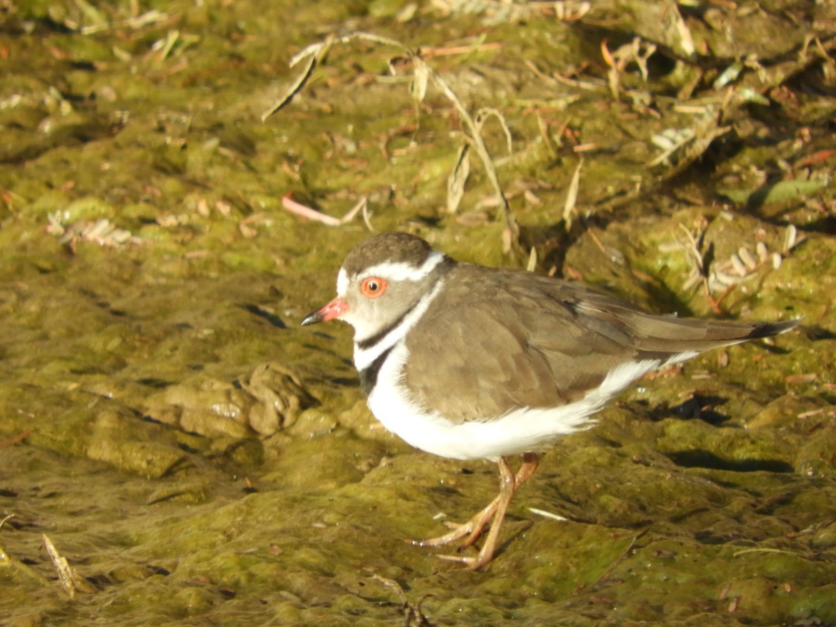 Three-banded Plover - ML457345691