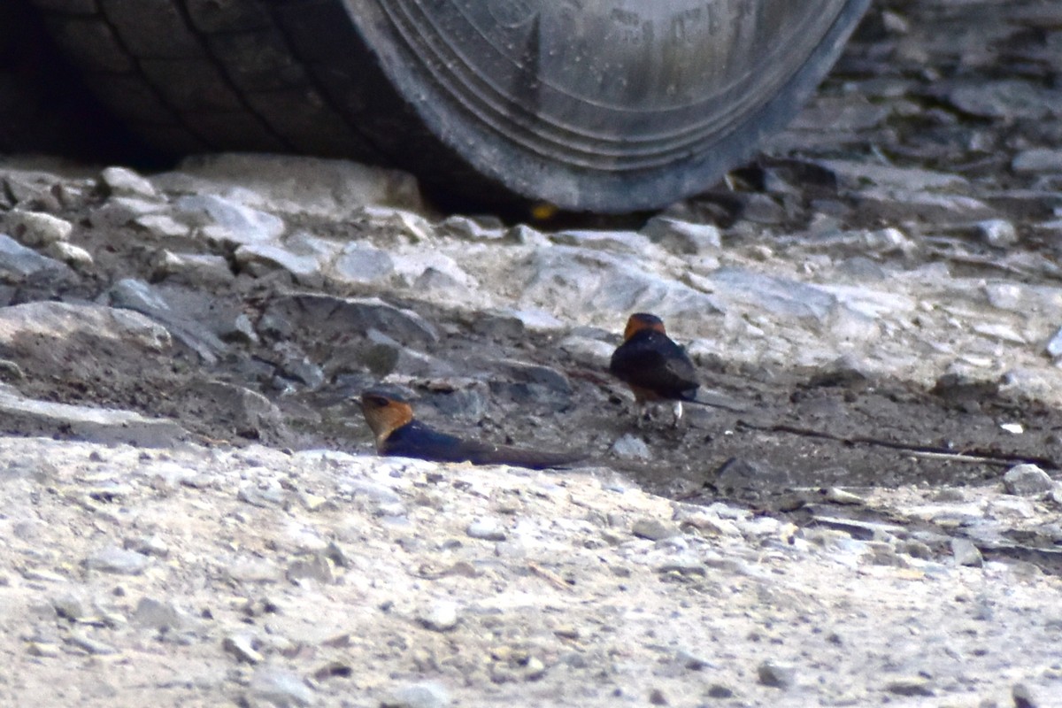 Red-rumped Swallow - ML457351971