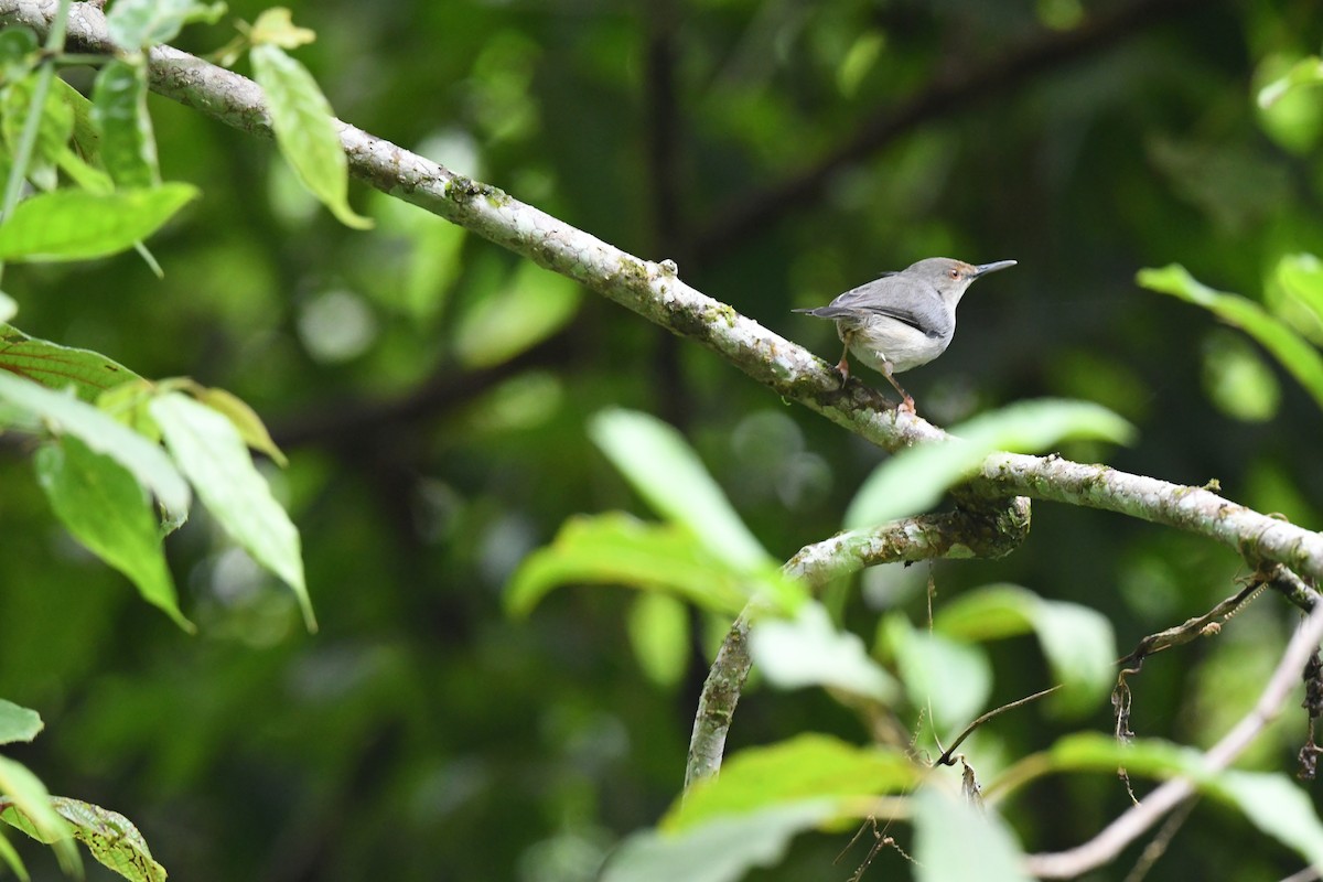 Long-billed Tailorbird (Long-billed) - ML457356041