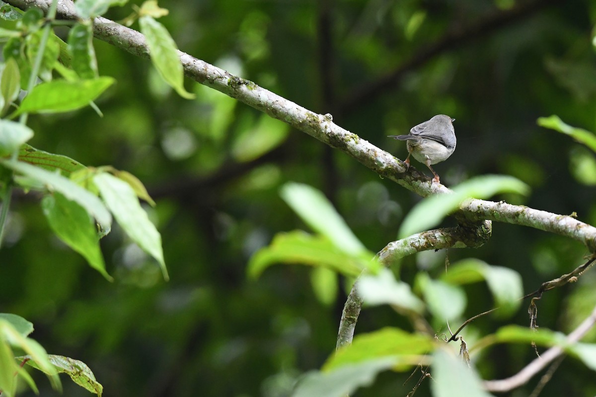 Long-billed Tailorbird (Long-billed) - ML457356091