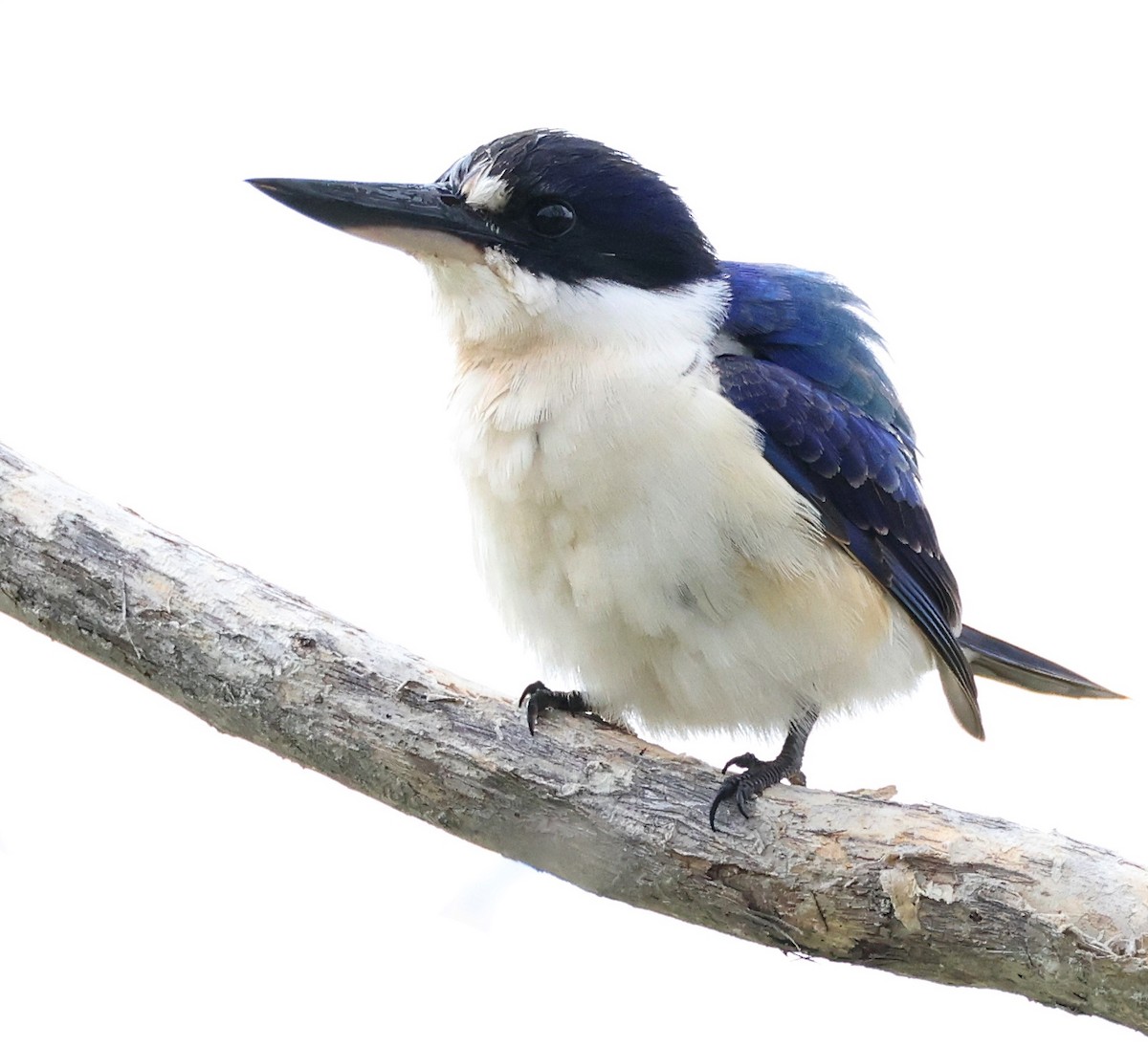 Forest Kingfisher - ML457357561