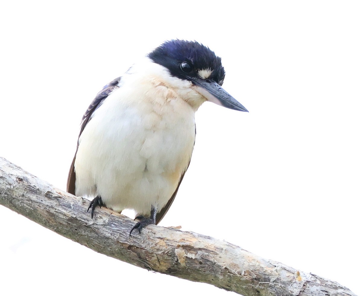 Forest Kingfisher - ML457357571