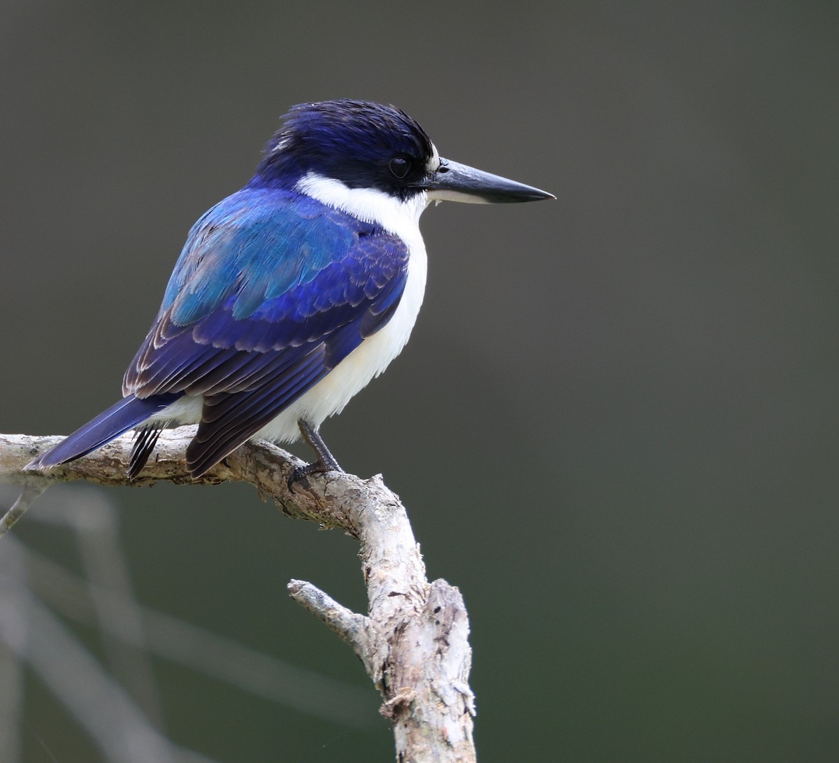 Forest Kingfisher - ML457357641