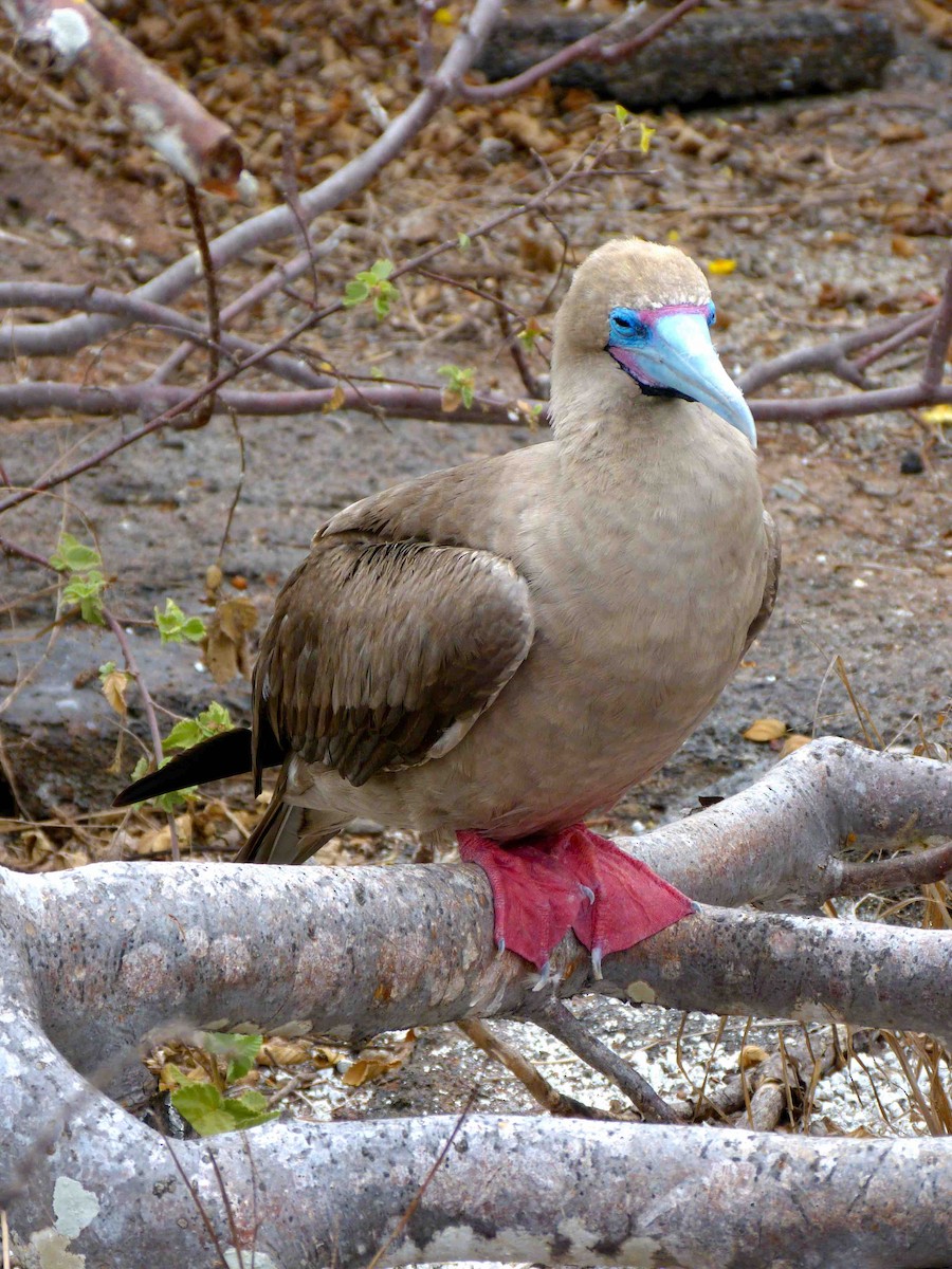 Red-footed Booby - ML45736251