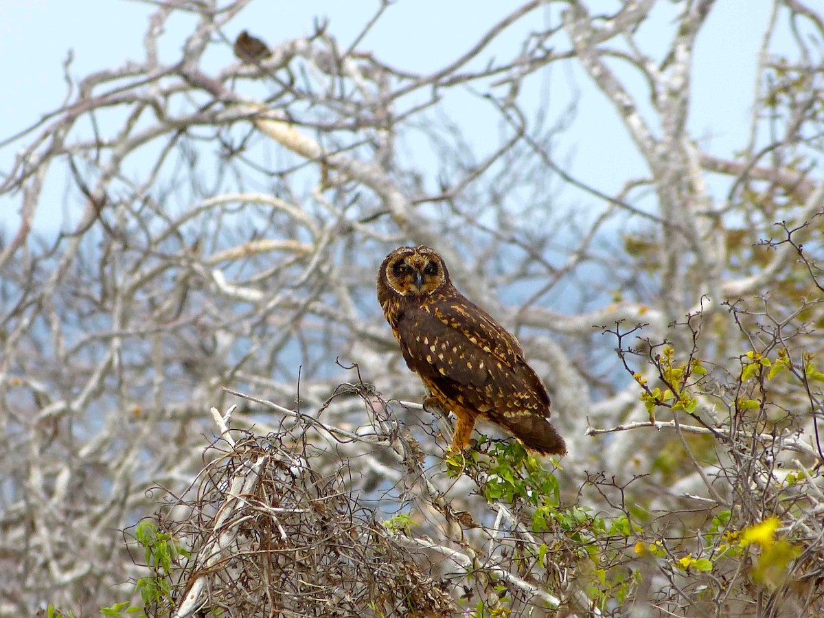 Short-eared Owl - ML45736351
