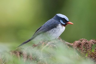  - Azure-crested Flycatcher