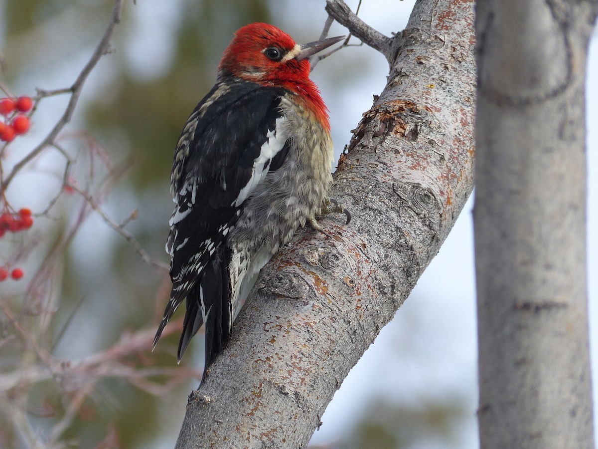 Red-breasted Sapsucker - ML45736691