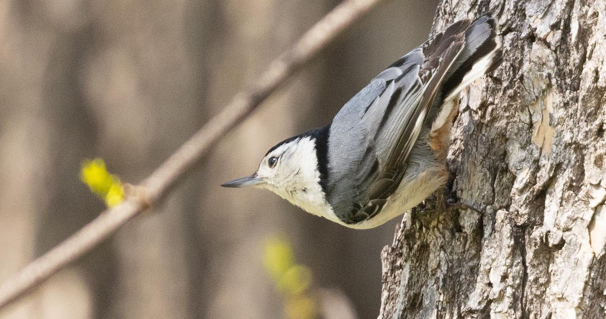 White-breasted Nuthatch - ML457367141
