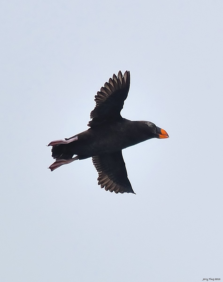 Tufted Puffin - Jerry Ting