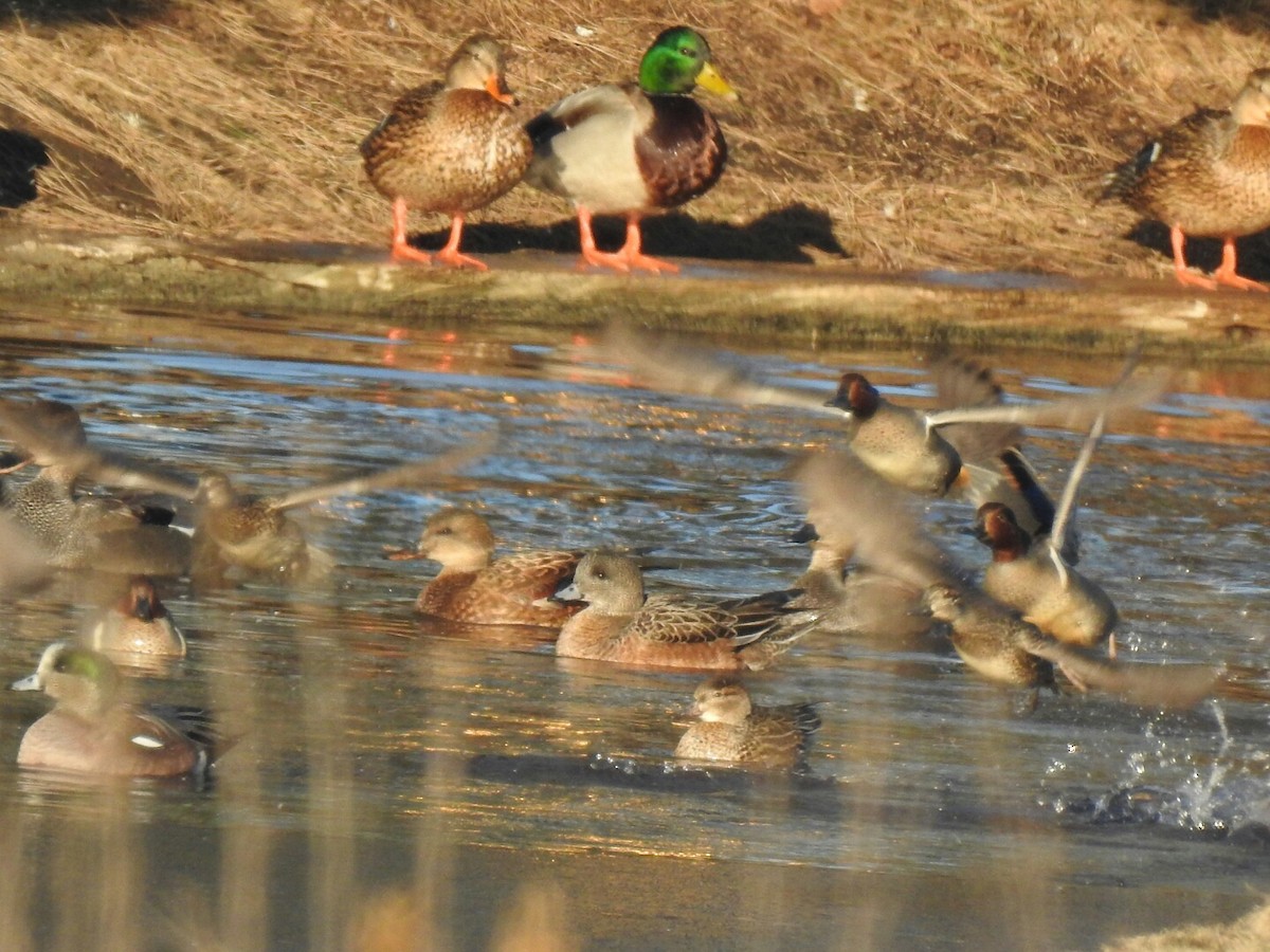 Green-winged Teal - ML45737291