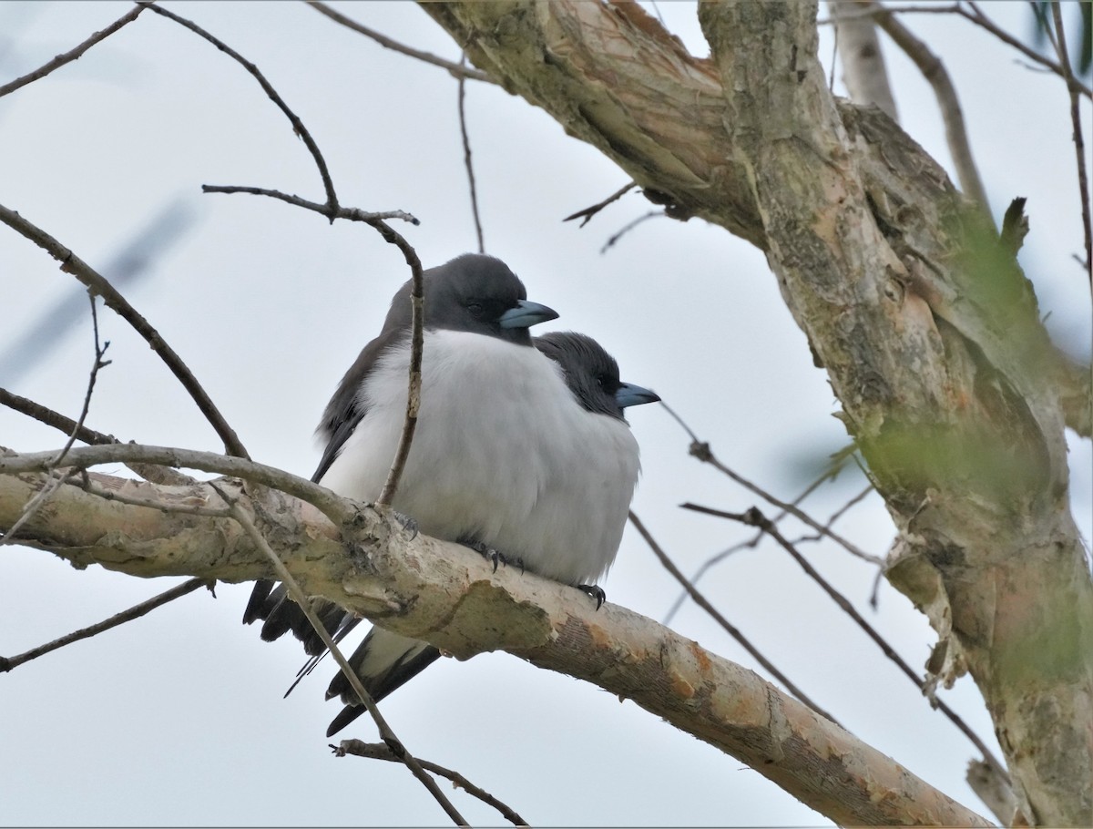 White-breasted Woodswallow - ML457372971