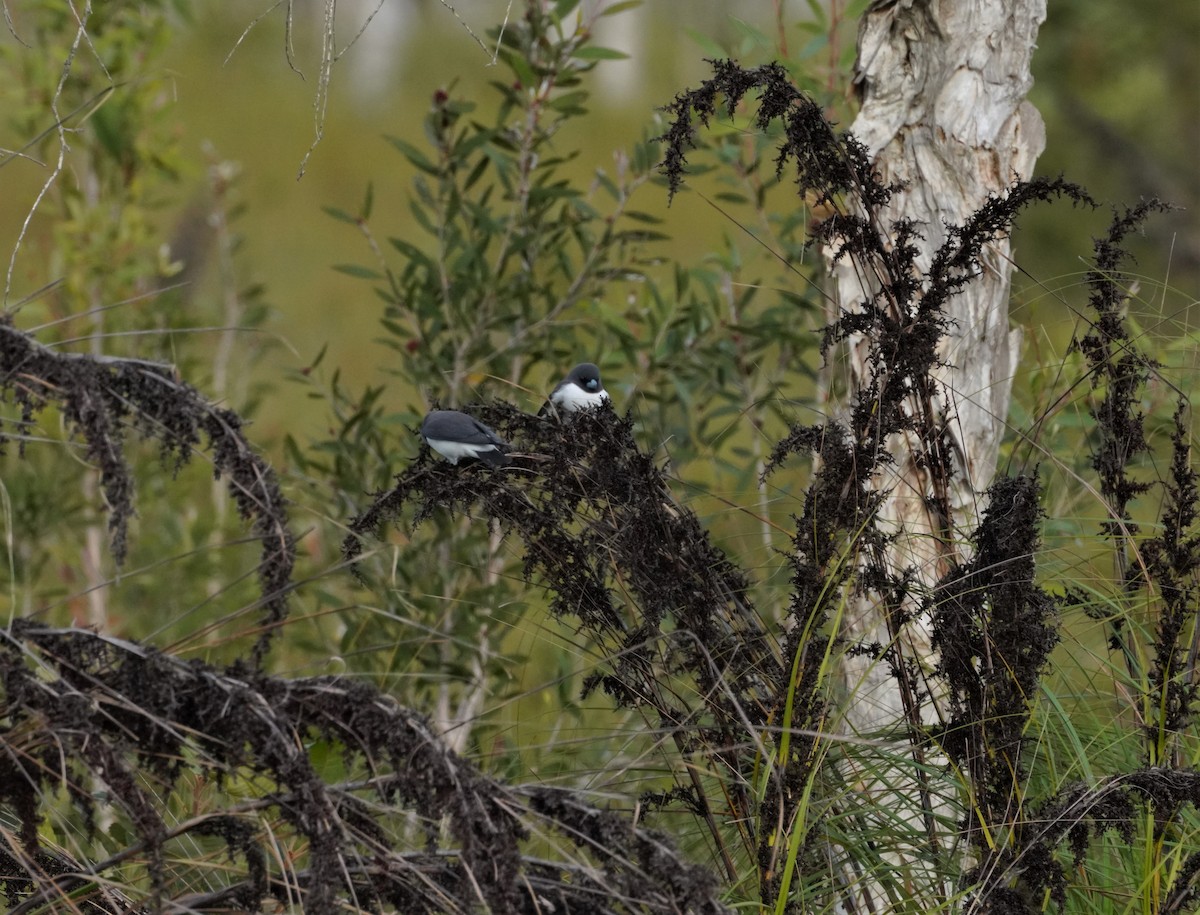 White-breasted Woodswallow - ML457373021