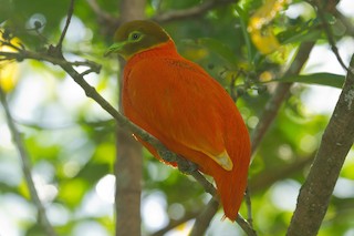  - Orange Dove