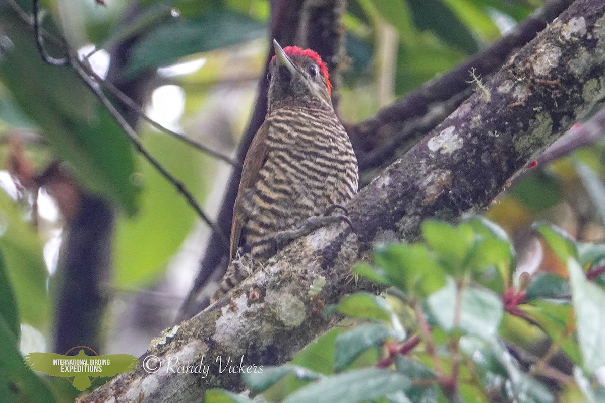 Bar-bellied Woodpecker - Randy Vickers