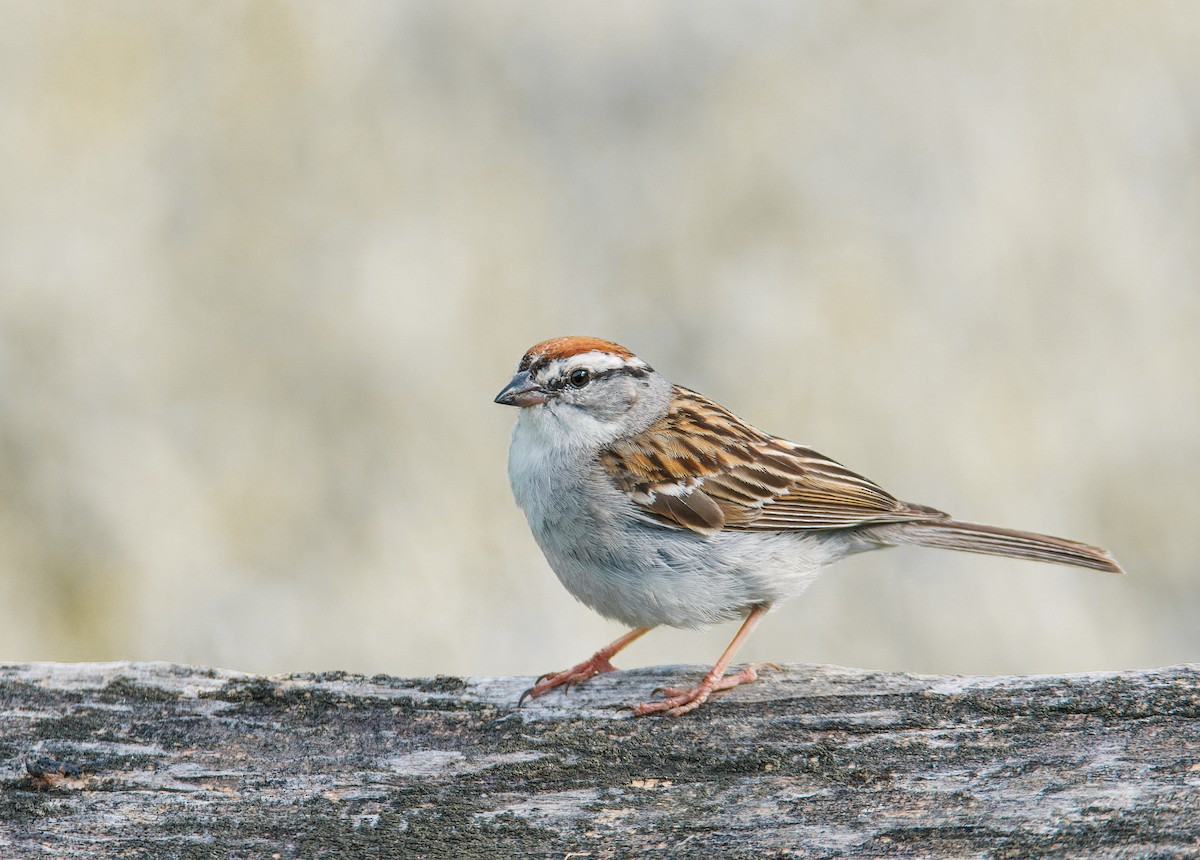 Chipping Sparrow - Matt Mason