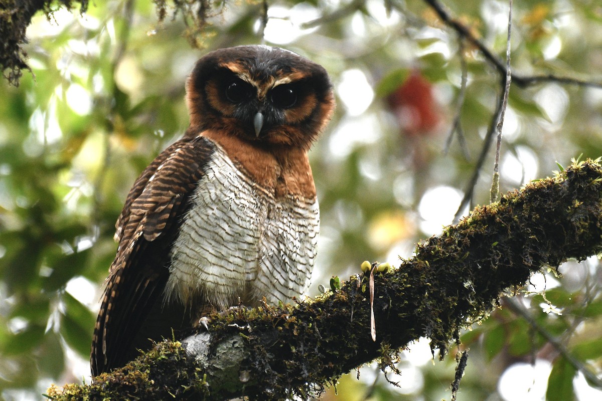 Brown Wood-Owl - Will Brooks