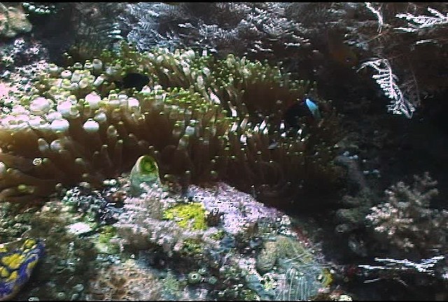 Blackback anemonefish - ML457380