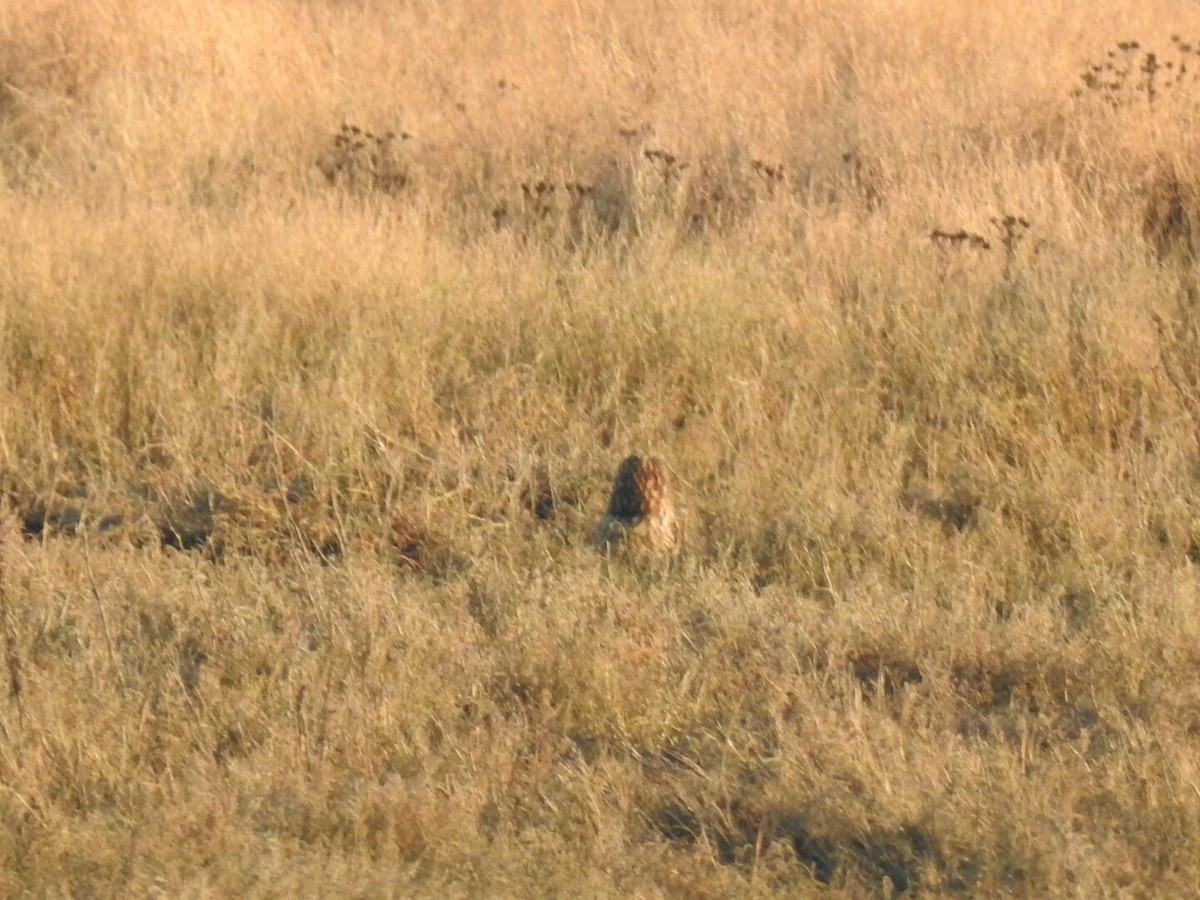 Short-eared Owl - ML45738411