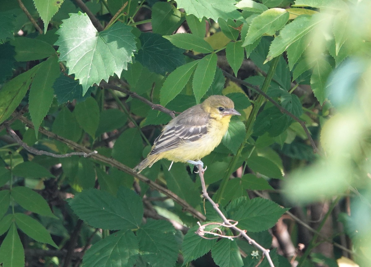Orchard Oriole - ML457385361