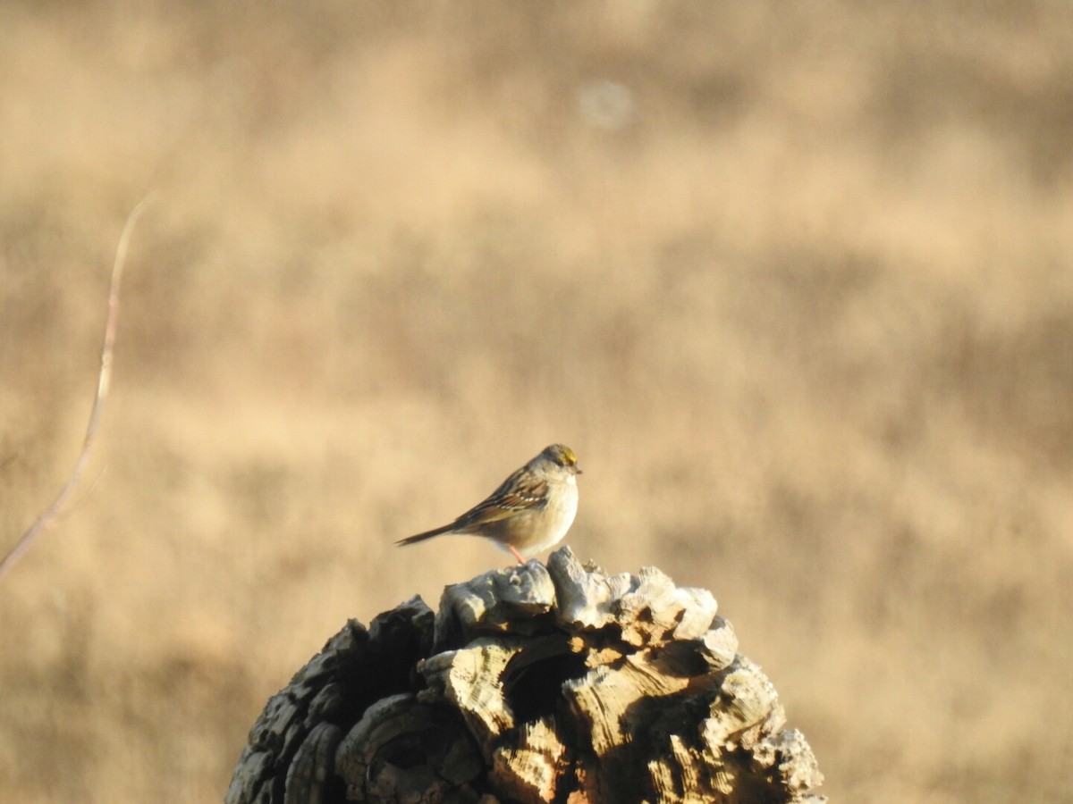 Golden-crowned Sparrow - ML45738641