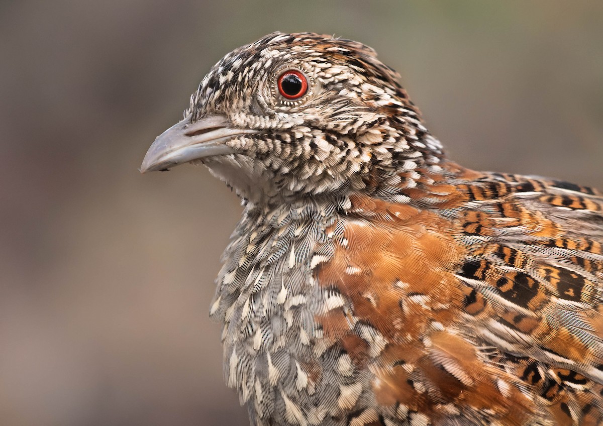 Painted Buttonquail - ML457389311