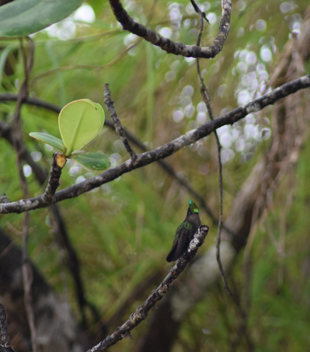 Antillean Crested Hummingbird - ML457390921