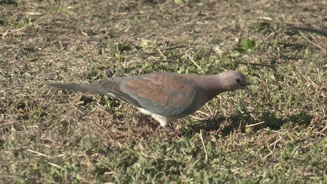 Laughing Dove - ML457391481