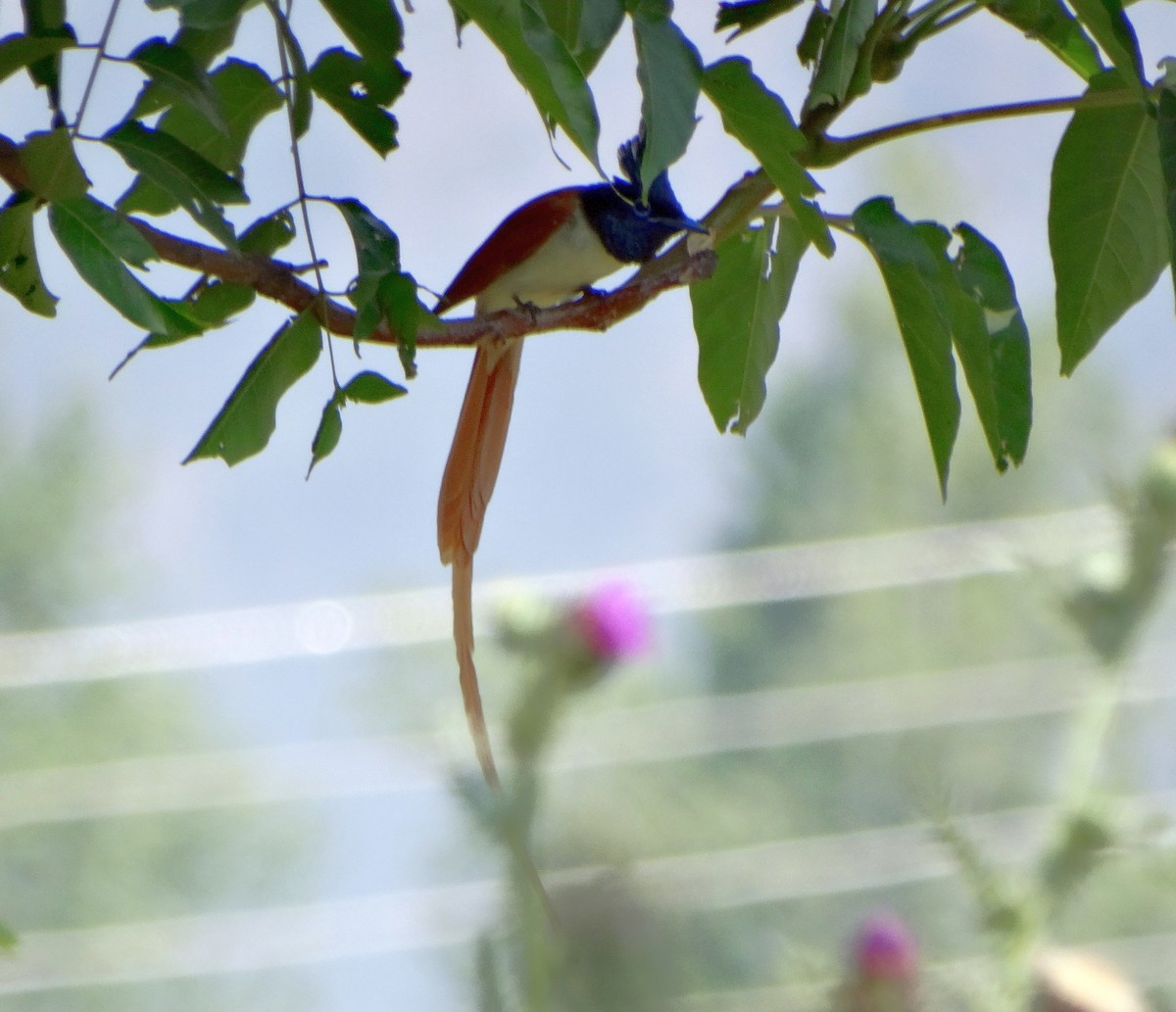 Indian Paradise-Flycatcher - Anonymous