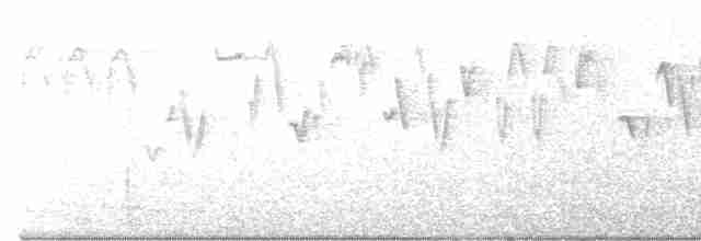 Pacific Wren (pacificus Group) - ML457399951