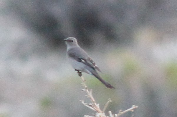 Townsend's Solitaire - ML457403241