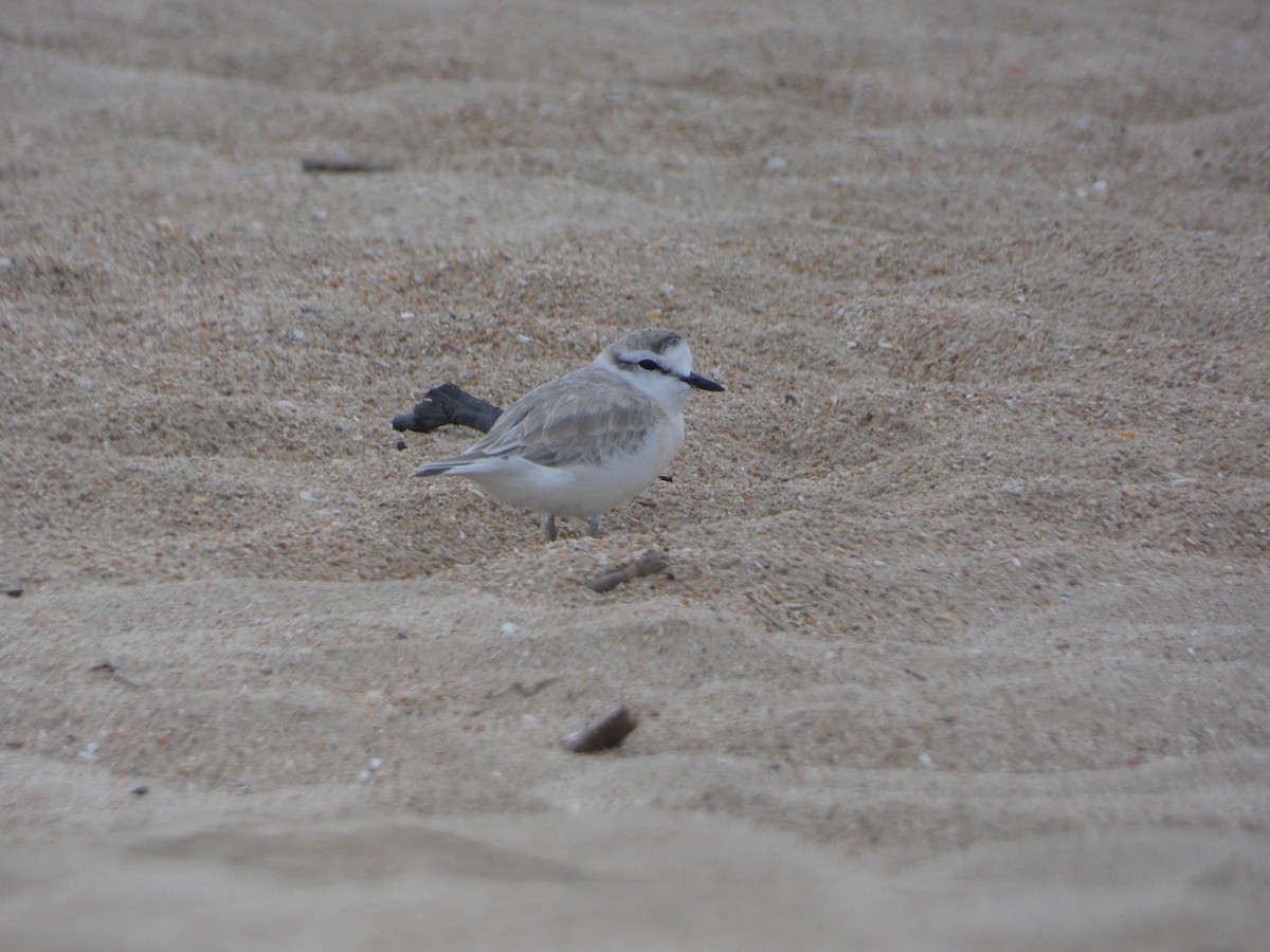 White-fronted Plover - ML457424161