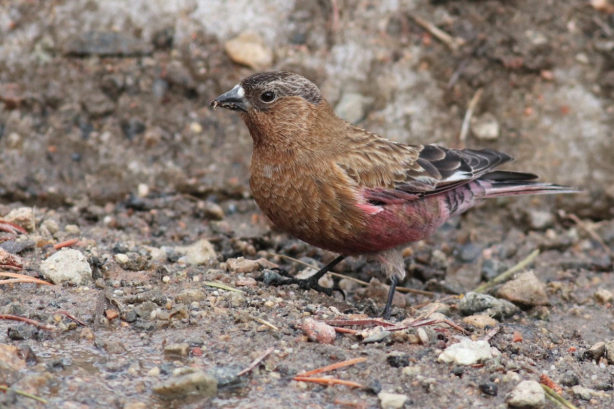 Brown-capped Rosy-Finch - ML457424591