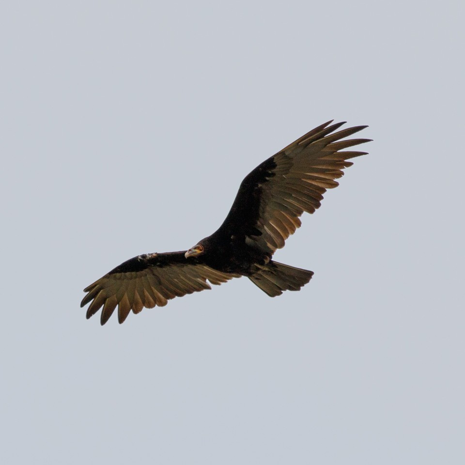 Lesser Yellow-headed Vulture - ML45742461