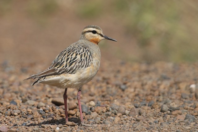 First Alternate Tawny-throated Dotterel (subspecies <em class="SciName notranslate">ruficollis</em>). - Tawny-throated Dotterel - 